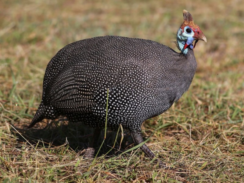 Vulturine Guineafowl