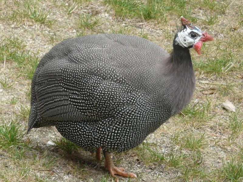 Цесарка Numida meleagris