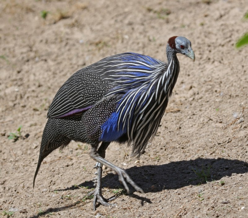 Numida meleagris