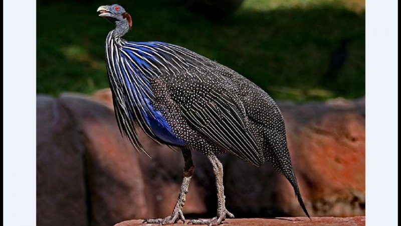 Afowl