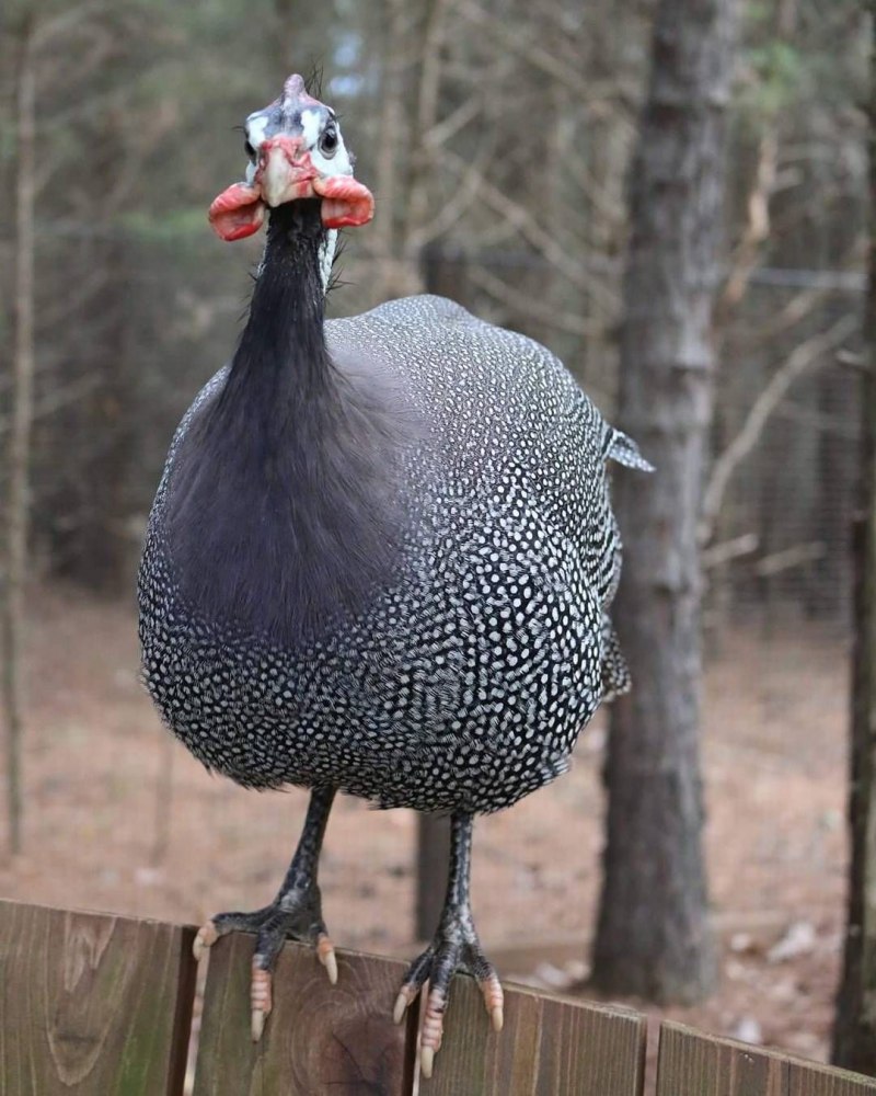 Vulturine Guineafowl