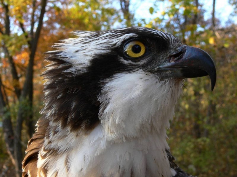 Скопа Pandion haliaetus (Linnaeus, 1758)