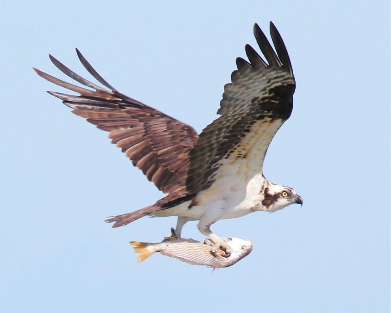 Скопа (Pandion haliaetus (l.)
