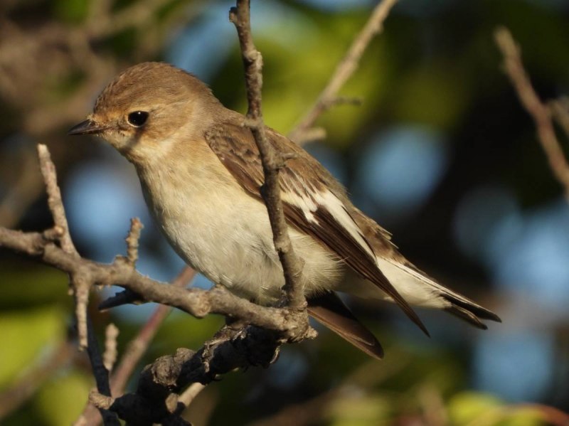 Мухоловка-пеструшка (Ficedula hypoleuca)