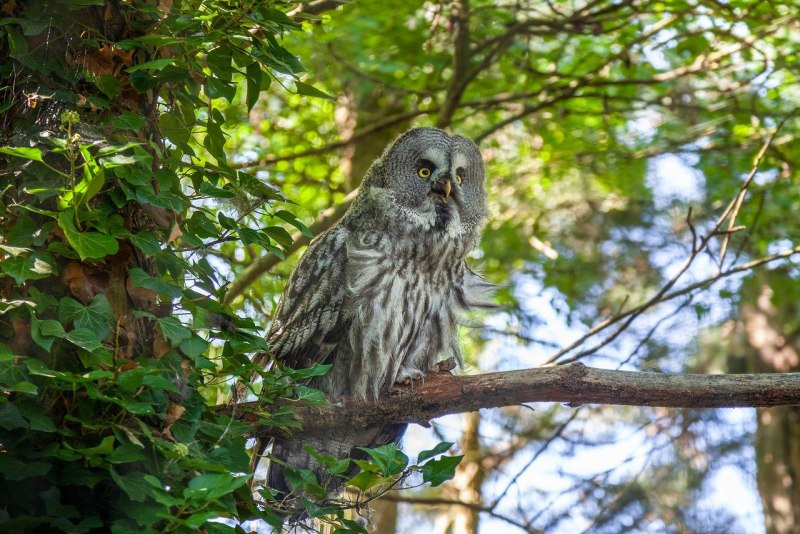 Сойка garrulus glandarius