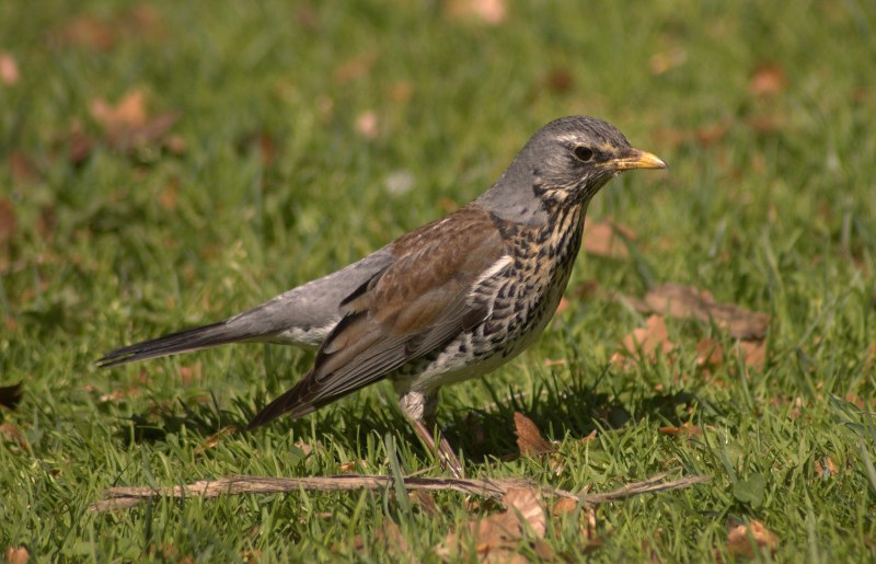 Рябинник (turdus pilaris