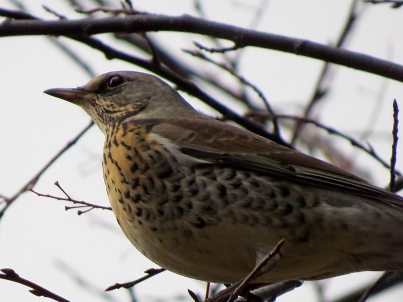 Мухоловка серая – Muscicapa striata (Pallas, 1764)