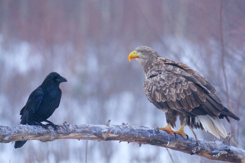 Орлан белохвост вороны