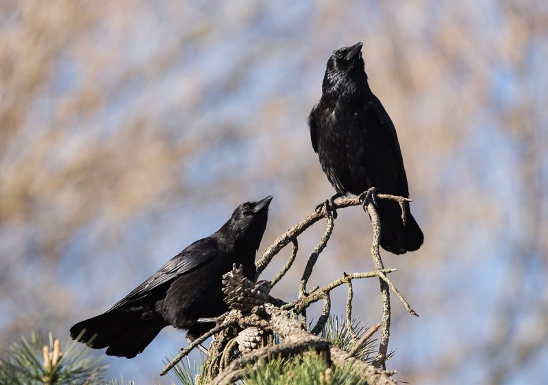 Crow Hunting