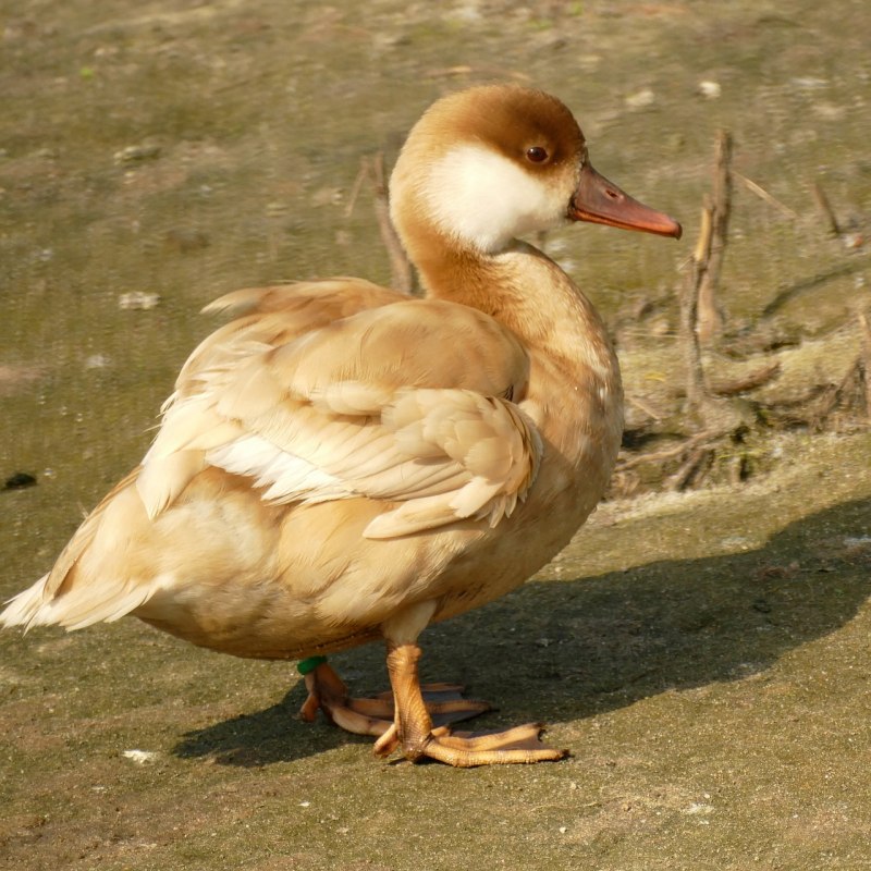 Нырок птица утка