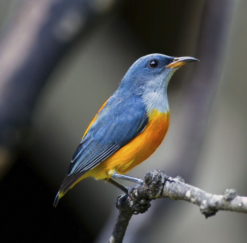 Птица голубая с желтой грудкой (83 фото)