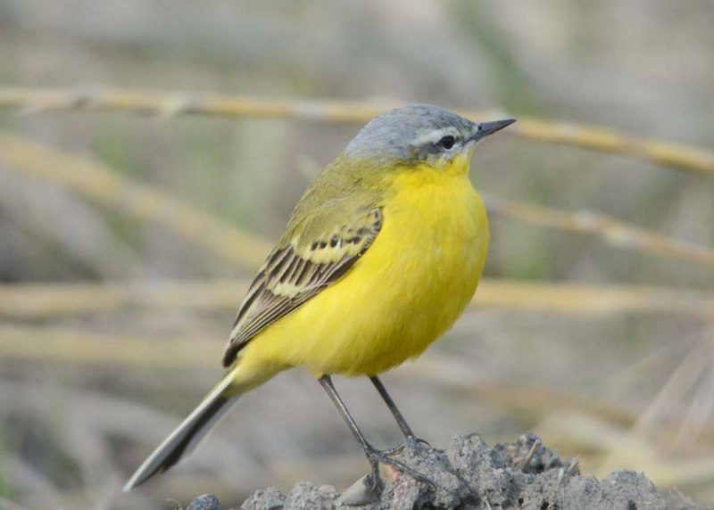 Жёлтая трясогузка (Motacilla Flava). Птицы Сибири