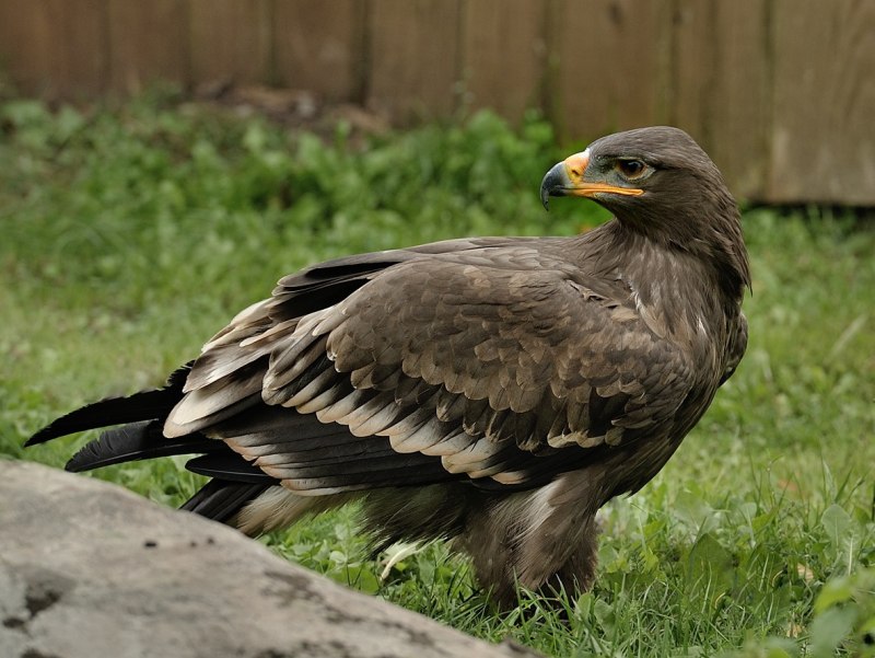 Беркут Aquila chrysaetos