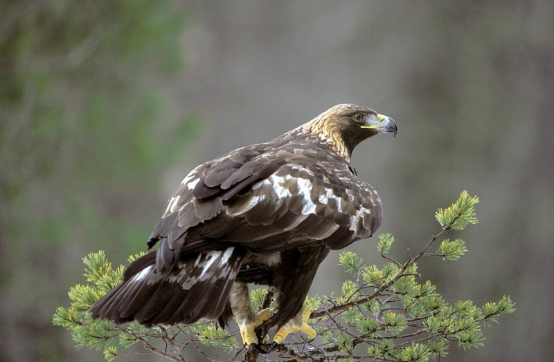 Беркут Aquila chrysaetos