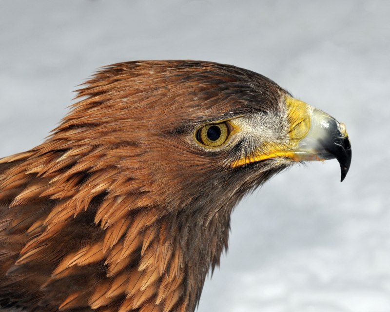 Aquila chrysaetos (Linnaeus, 1758