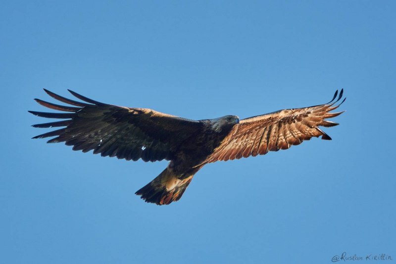 Беркут Aquila chrysaetos (Linnaeus, 1758)