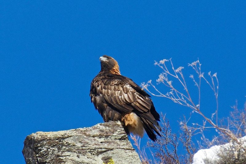 Беркут Aquila chrysaetos