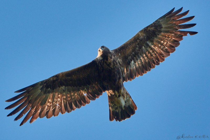 Беркут Aquila chrysaetos (Linnaeus, 1758)