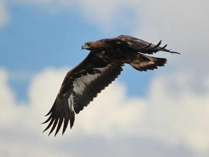 Беркут Aquila chrysaetos (Linnaeus, 1758)