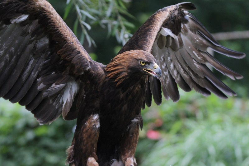 Беркут (Aquila chrysaetos) красная книга