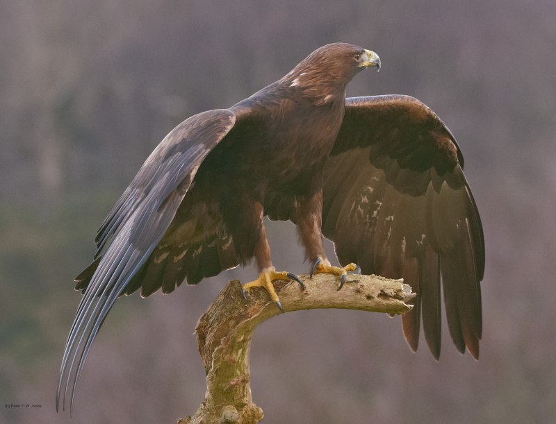 Golden Eagle canadensis Bird