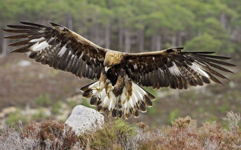 Белоголовый Aquila chrysaetos