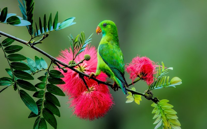 Paradisaea Minor