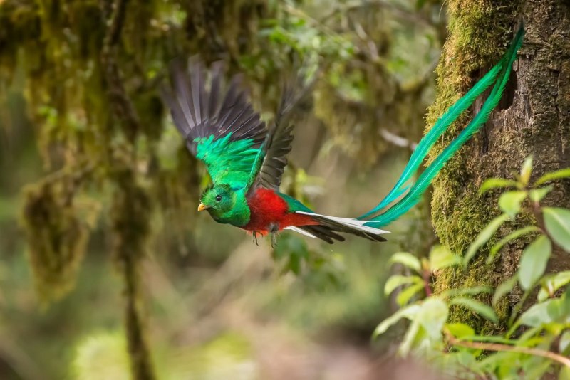 Rainbow Lorikeet попугай