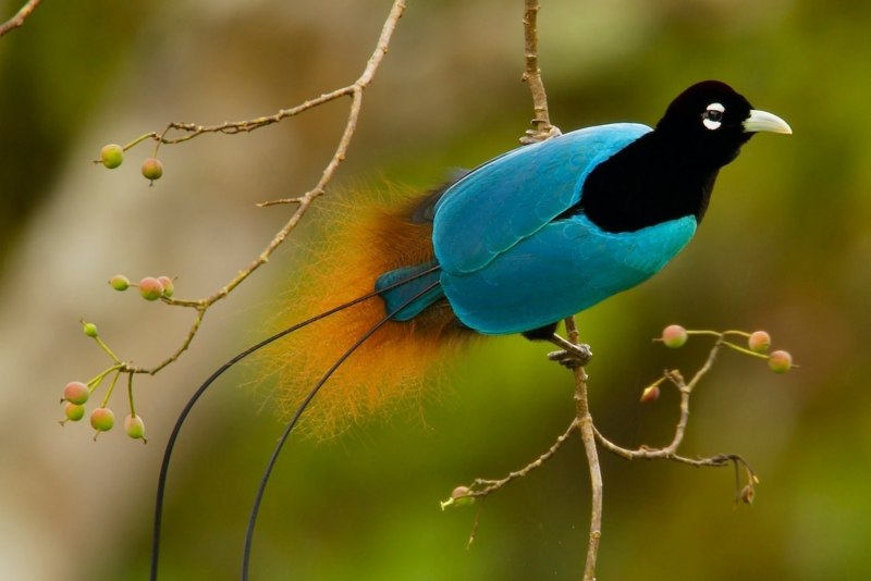 Paradise Birds in Latin America