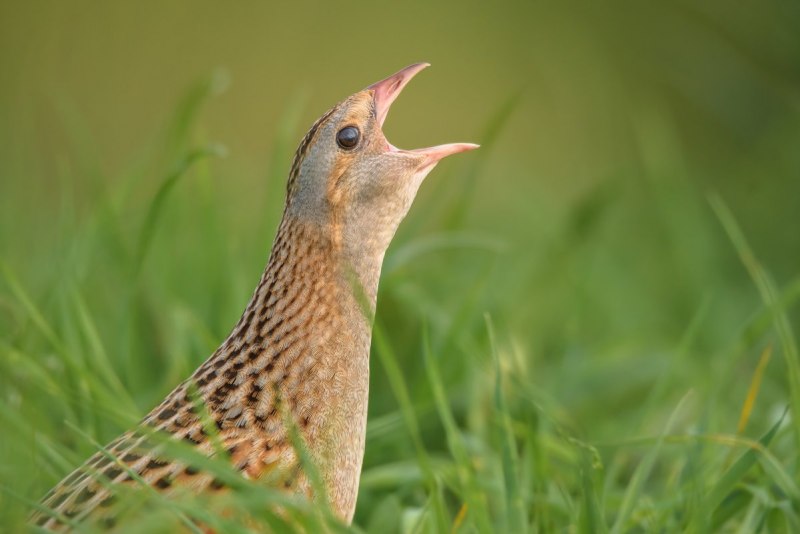 Коростель – Crex Crex