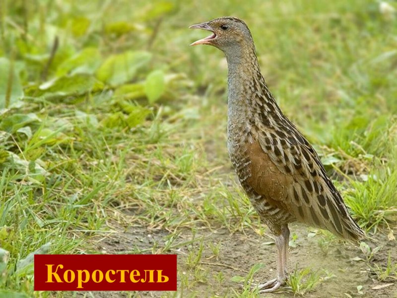 Коростель дерг дерг