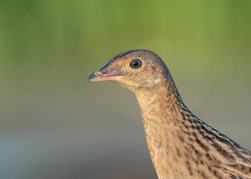 Коростель – Crex Crex