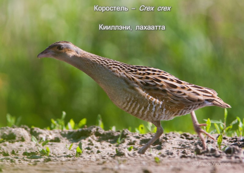 Перепел Коростель куропатка