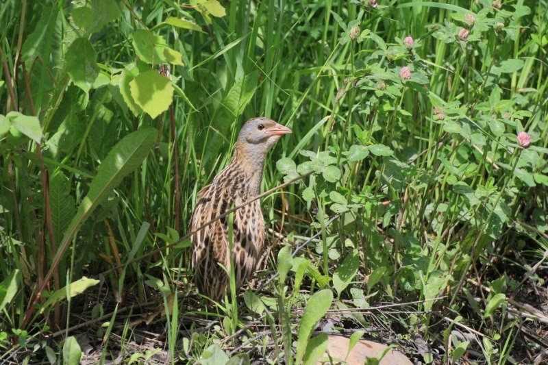 Коростель – Crex Crex