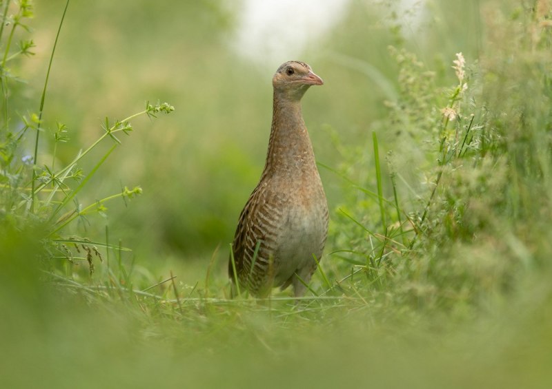 Corncrake перевод