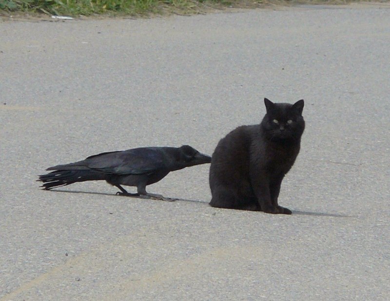 Смешной ворон