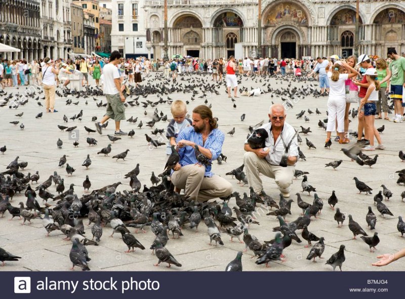 Pigeons in Venice