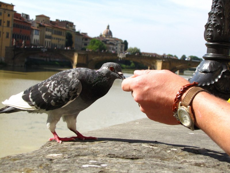Pigeons in Venice