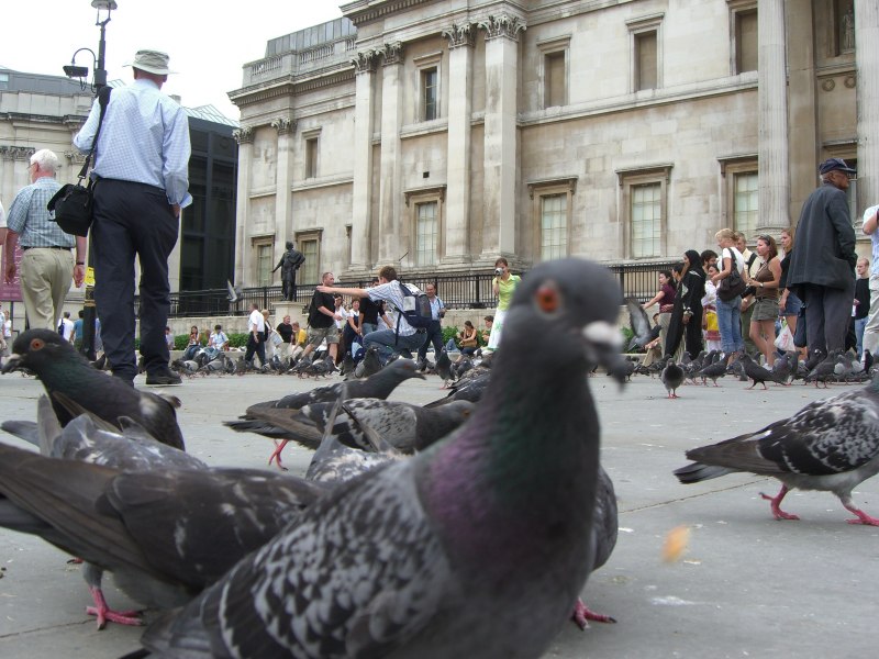 Trafalgar Square голуби