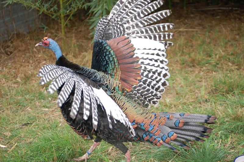 Глазчатая индейка (meleagris ocellata