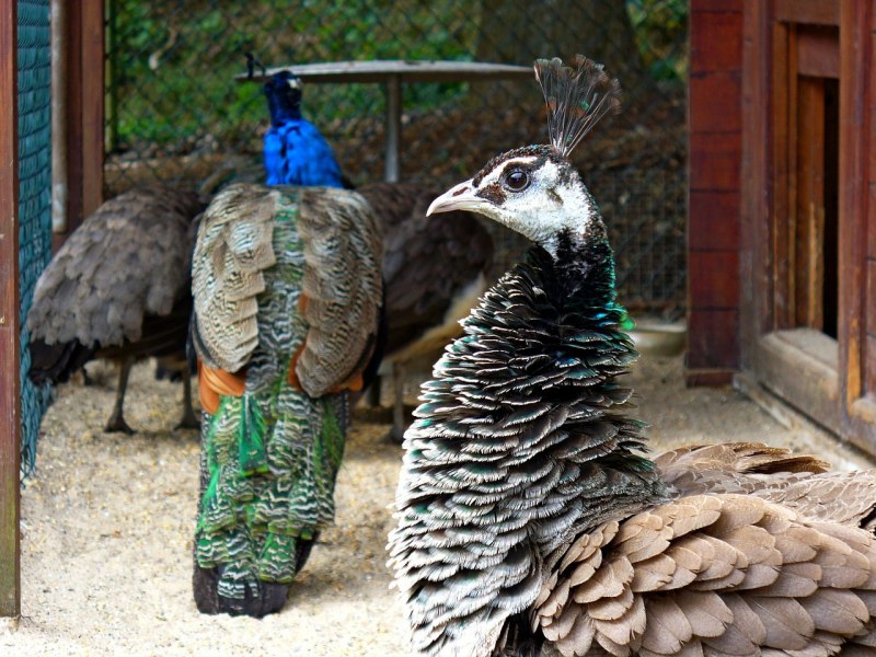 Глазчатая индейка (meleagris ocellata