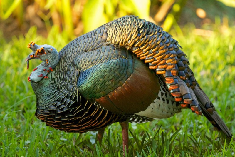 Meleagris ocellata