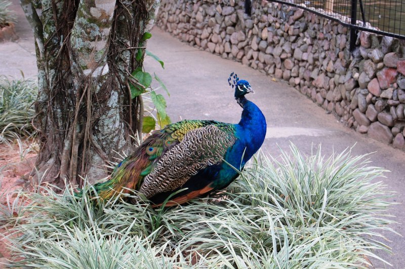 National Bird of Myanmar