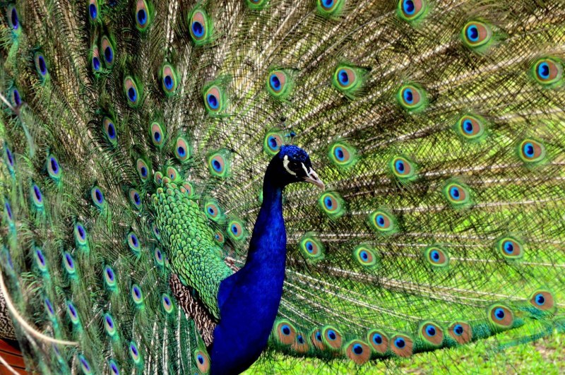 Meleagris ocellata