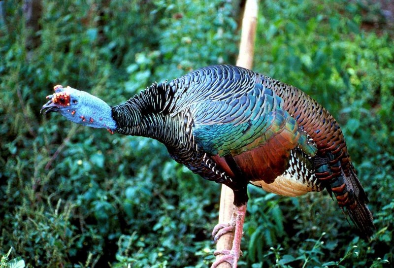Глазчатая индейка (meleagris ocellata