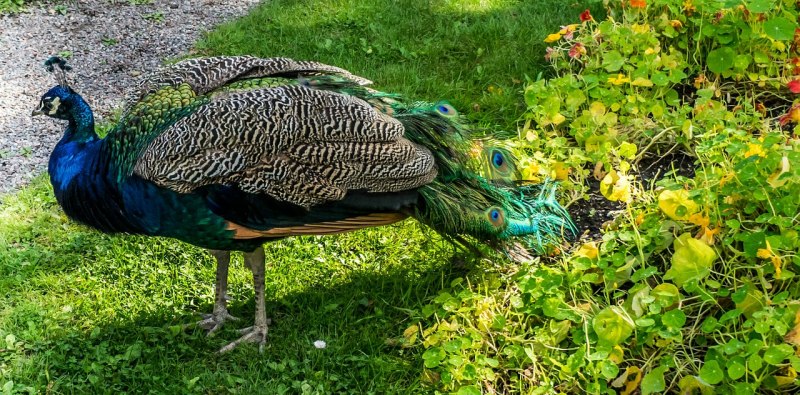 Глазчатая индейка (meleagris ocellata