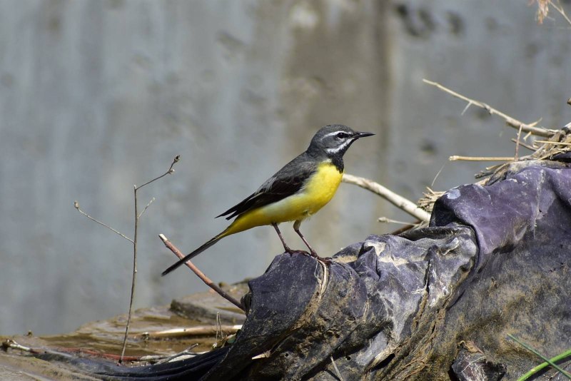 Oldest Bird