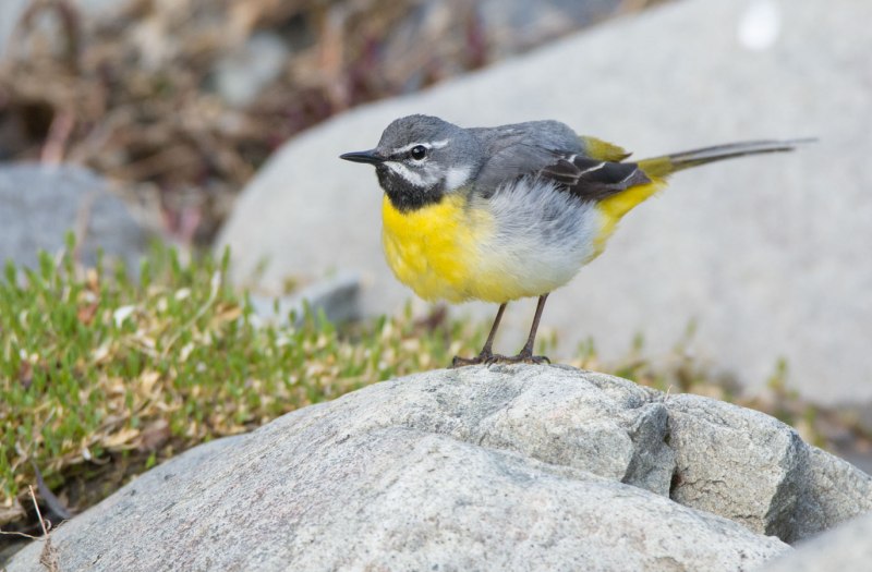 Горная трясогузка (Motacilla cinerea) птенцы