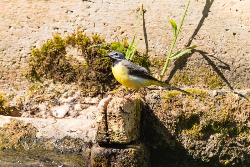 Горная трясогузка (Motacilla cinerea)