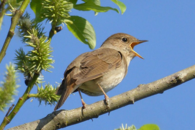 Luscinia Luscinia
